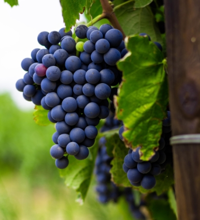 mood-winery-2 mood-winery-2
